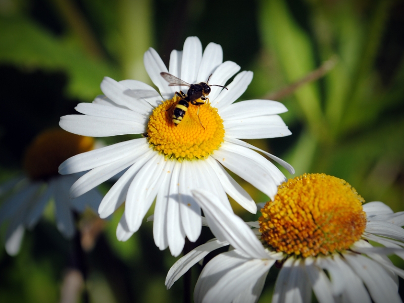 Nikon Bees 150615 (21)